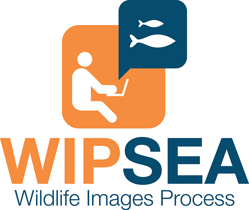 wipsea.com